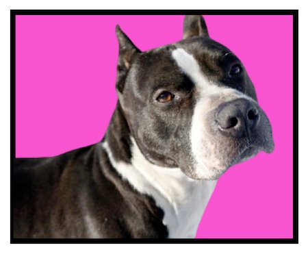 Pitbull Dog Rescue Dubli